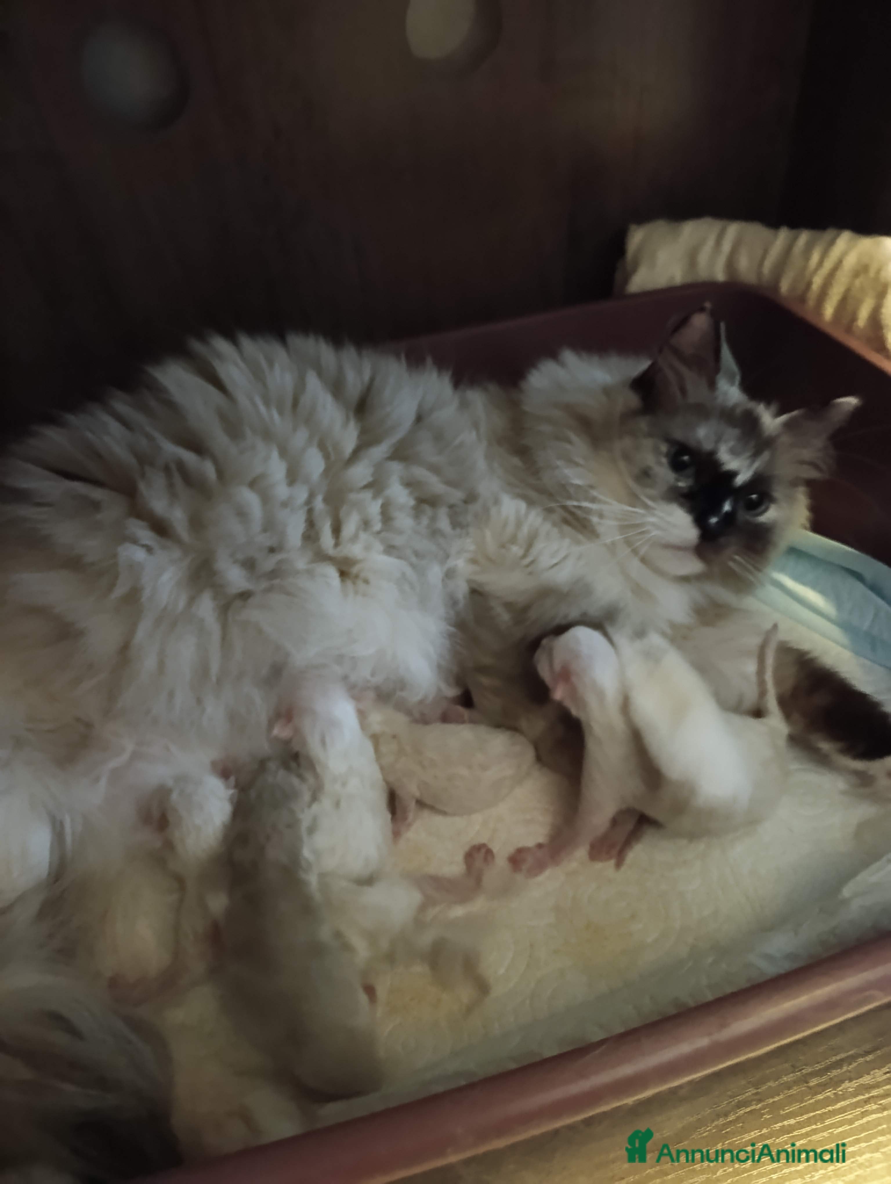 Ragdoll gatti Ragdoll  - Annuncio 2