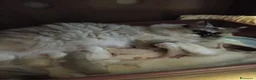 Ragdoll gatti in vendita: Ragdoll  - Annuncio 2