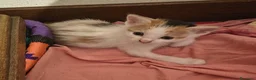 Europeo gatti in regalo: GATTINE 2 MESI - Annuncio 3