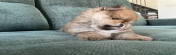 Volpino Pomerania cani in vendita: Volpino di Pomerania  - Annuncio 6