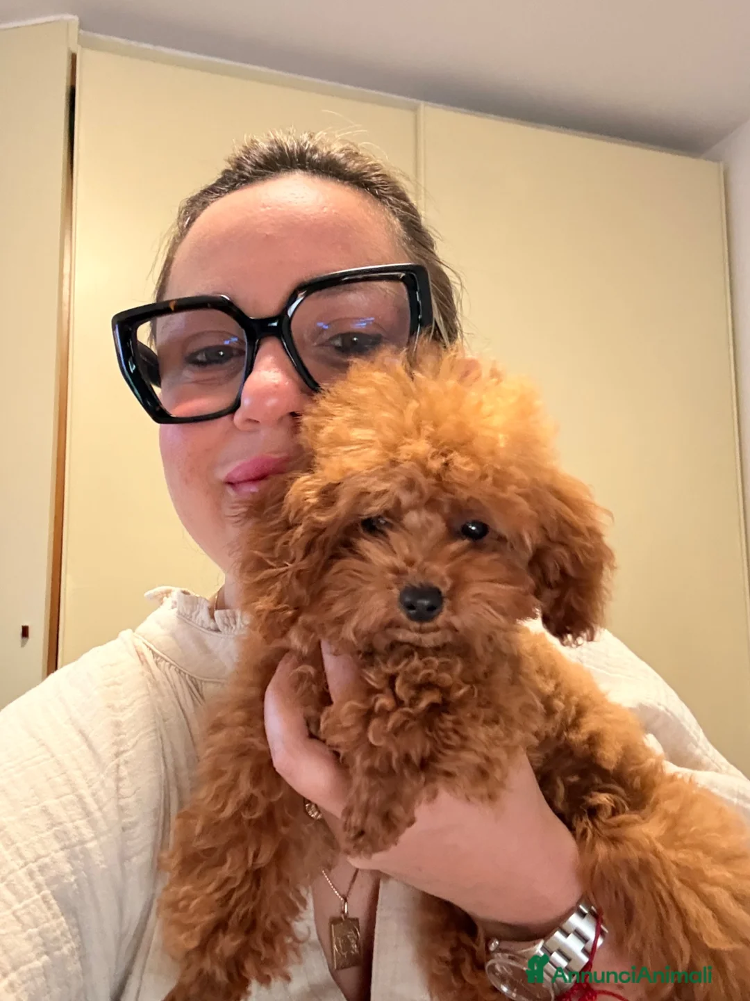 Barboncino Toy cani in vendita: Femmina 5 mesi minitoy con pedigree Enci a Ente di decentramento regionale di Udine - Annuncio 1