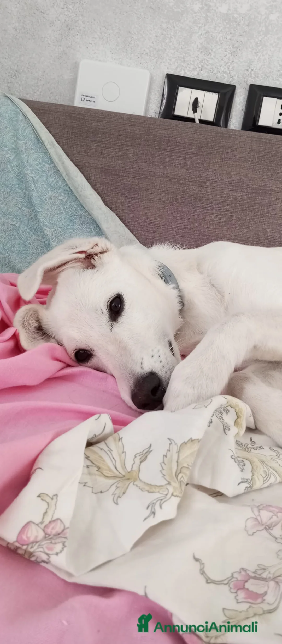 Meticcio cani in regalo: Cucciola di taglia media contenuta  - Annuncio 5