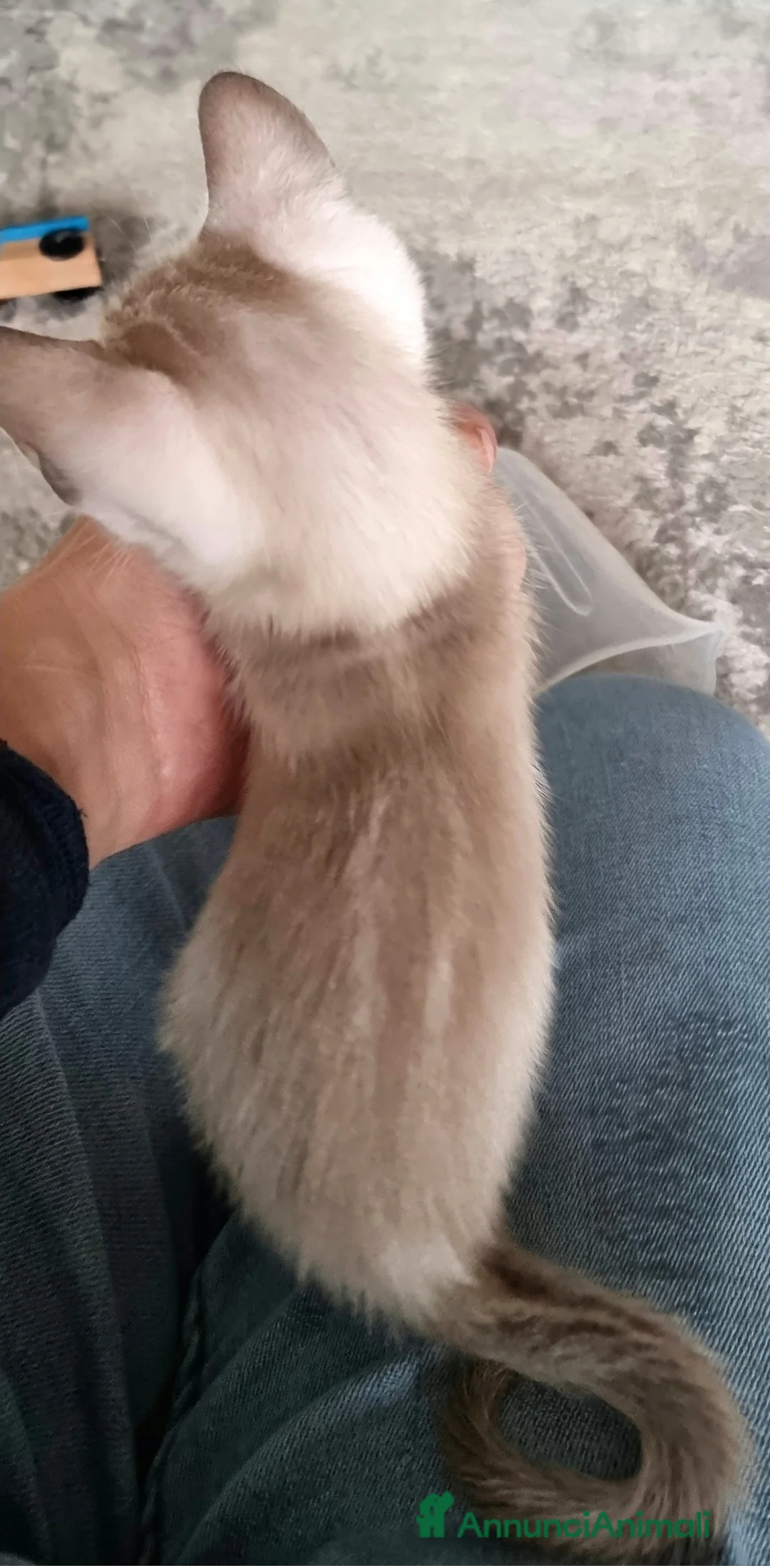 Bengala gatti in vendita: Cucciolo Bengala Snow marble Pedigree  - Annuncio 12