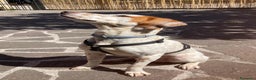 Setter Inglese cani in regalo: Cucciolone incrocio Setter Inglese Breton a Metropolitan City of Rome Capital - Annuncio 8