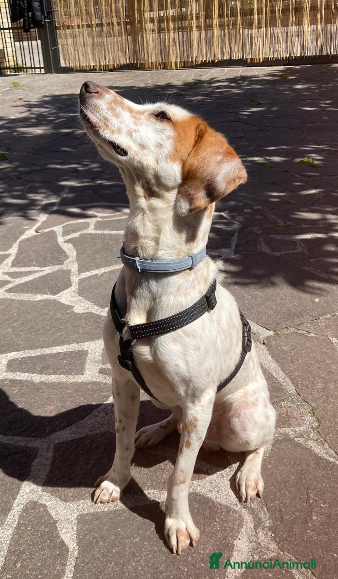 Setter Inglese cani in regalo: Cucciolone incrocio Setter Inglese Breton a Metropolitan City of Rome Capital - Immagine 8
