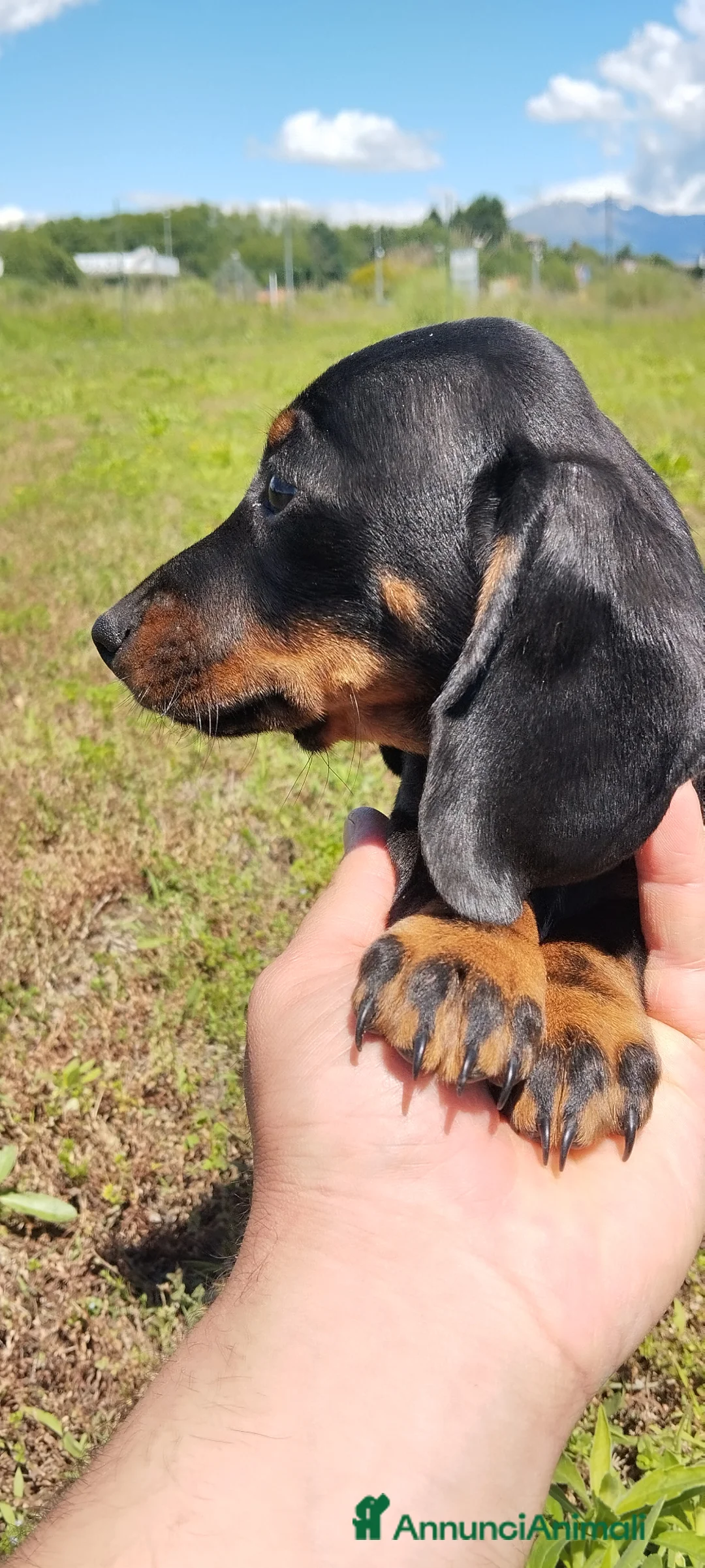 Bassotto cani in vendita: Bassotto  - Annuncio 2