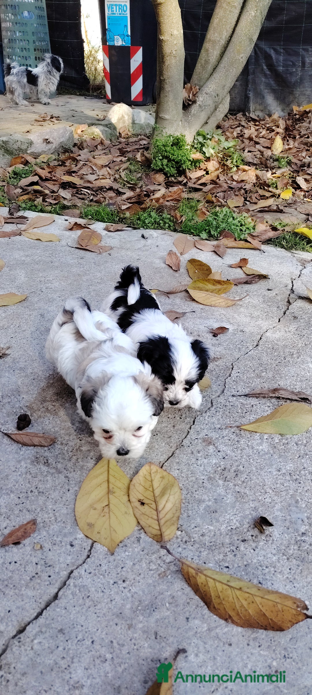 Meticcio cani in vendita: 2 femmine e 2 maschi - Annuncio 5