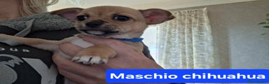 Chihuahua Cucciolo 3