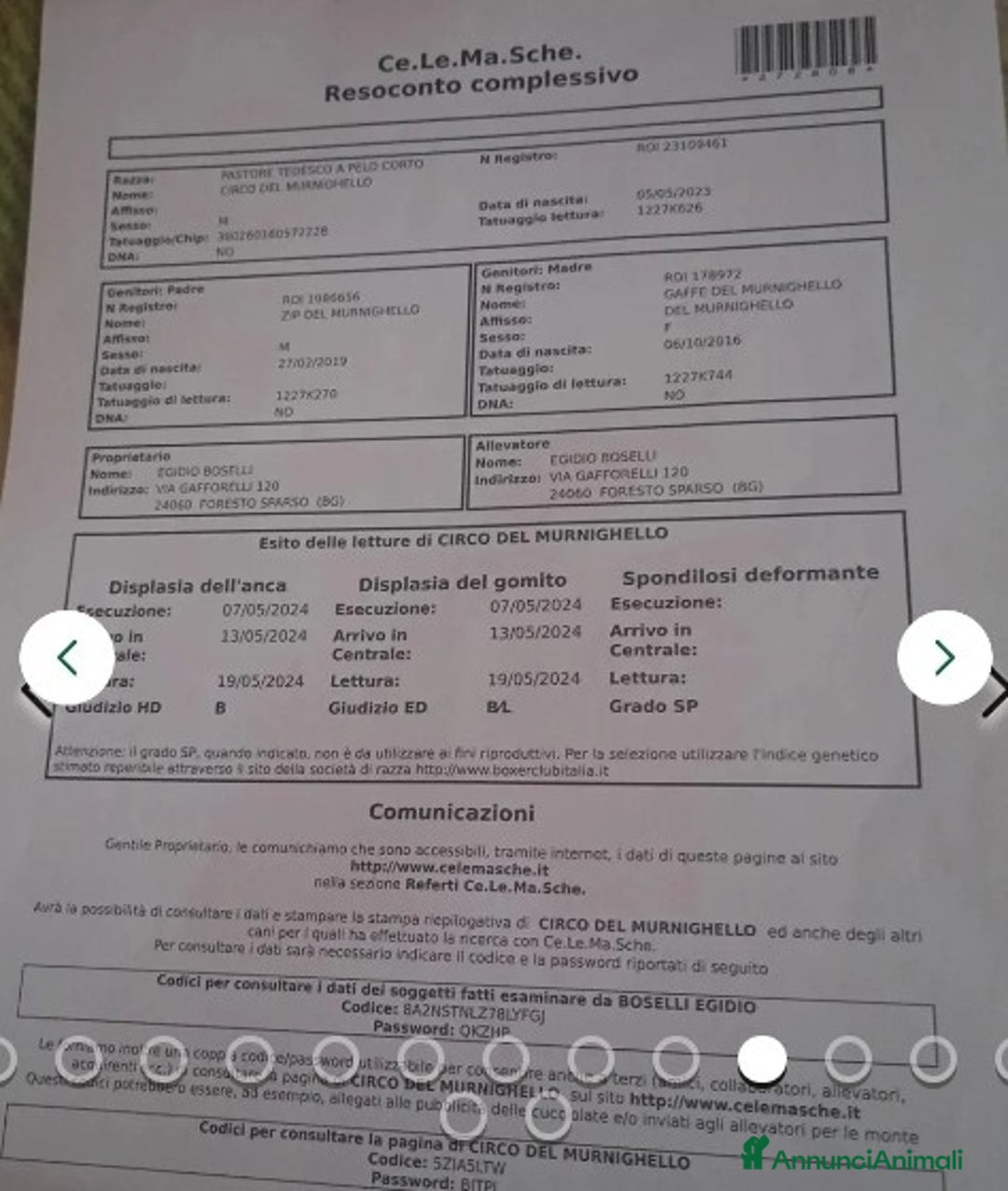 Pastore Tedesco cani in regalo:  proprietario regala splendidi cuccioli  - Annuncio 10