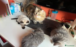 Siberiano gatti in vendita: Gatti siberiani  a Provincia di Biella - Immagine 13