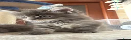 Maine Coon gatti in vendita: Cuccioli di Manine Coon disponibili da giugno - Annuncio 6