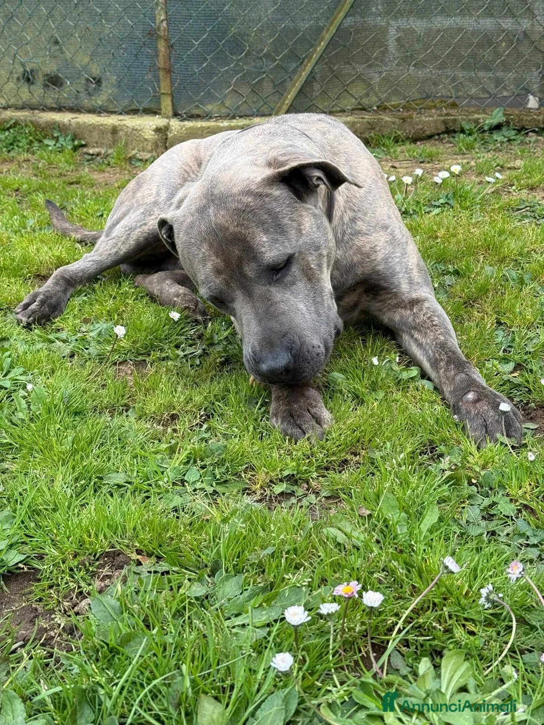 Meticcio cani in regalo: Rush  a Provincia di Viterbo - Annuncio 3