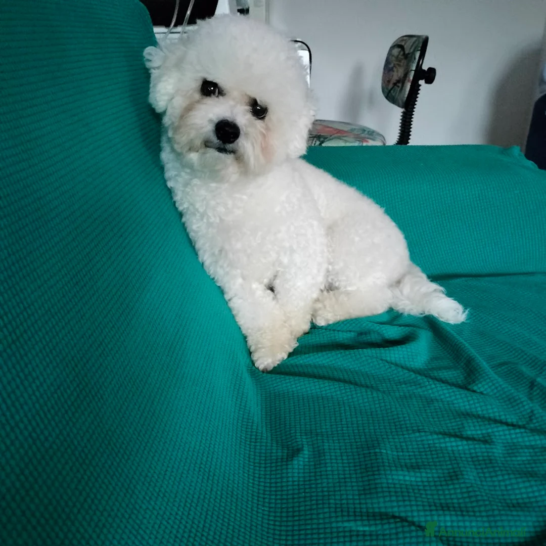 Bichon cani in vendita: Cuccioli Bichon Frisee - Annuncio 2