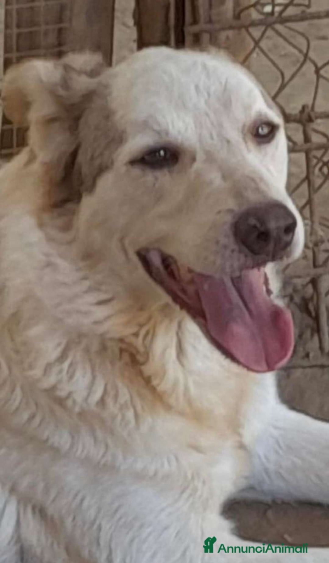 Meticcio cani in regalo: Basilio 3anni salvato 1anno fa da 1lager.LAZIO a Città metropolitana di Milano - Annuncio 4