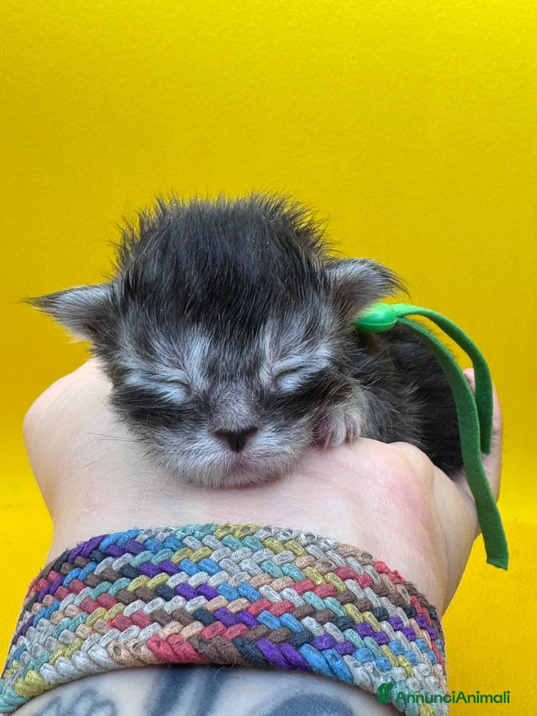 Maine Coon gatti in vendita: Splendidi cuccioli di Maine coon  - Annuncio 2