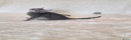 Bengala gatti in vendita: Gatto bengala - Annuncio 5