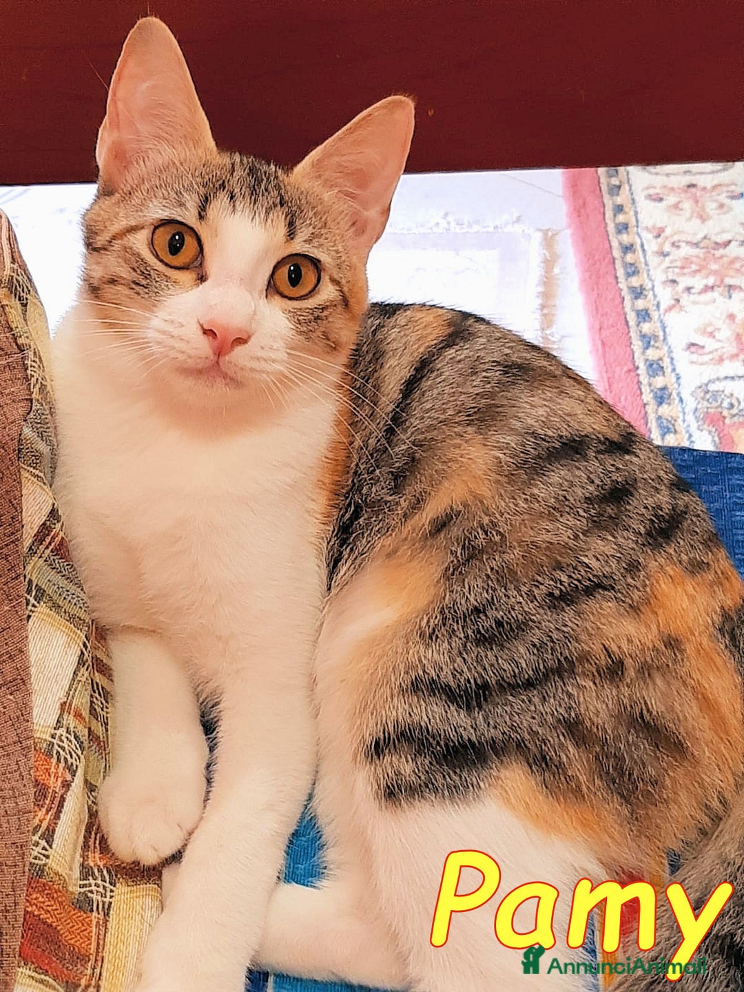 Europeo gatti in regalo:   PELU   E PAMY DOLCISSIMI GATTINI  - Annuncio 4