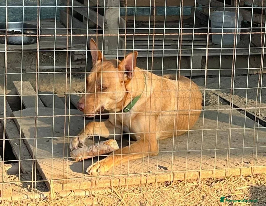 American Bully cani in regalo: Nick  - Annuncio 4