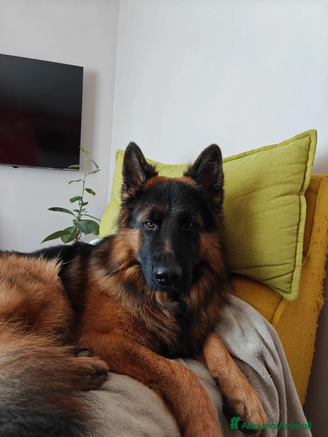 Pastore Tedesco cani per accoppiamento: Rey cerca femmina per riproduzione  - Annuncio 1