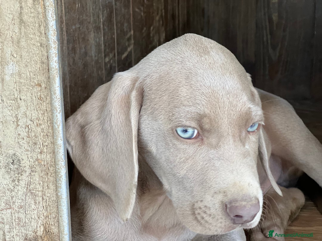 Weimaraner cani in vendita: cuccioli weimaraner - Annuncio 3