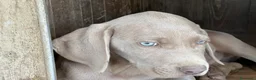 Weimaraner cani in vendita: cuccioli weimaraner - Annuncio 3