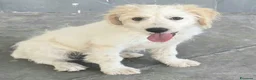 Meticcio cani in regalo: Oliver, 4 mesi, futuri 15/18 chili  - Annuncio 5