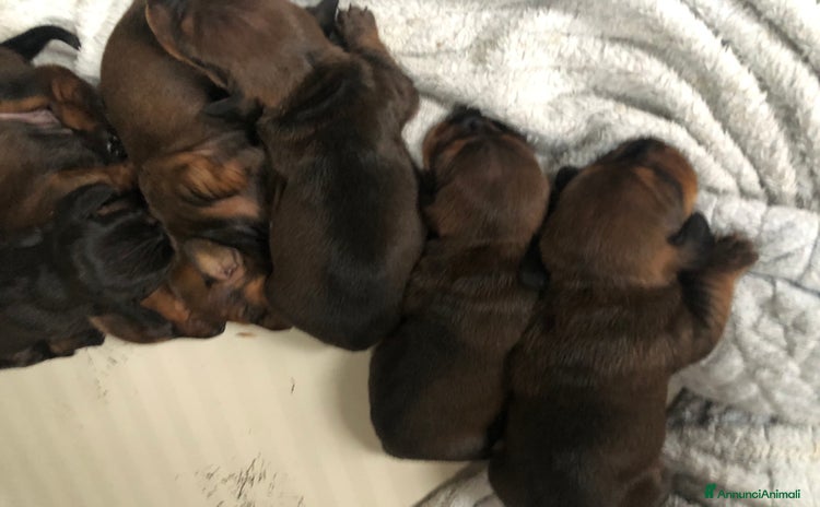 Bassotto cani a Provincia di Verona - Annuncio 7
