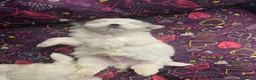 Maltese cani in vendita: Cucciolo maschietto maltese  - Annuncio 3