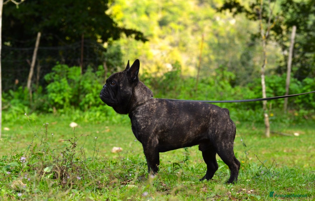 Bulldog Francese cani in vendita: Maschio bringee  - Annuncio 7