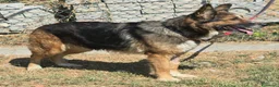 Meticcio cani in regalo: Ofelia 4 anni mix pastore tedesco  - Annuncio 3