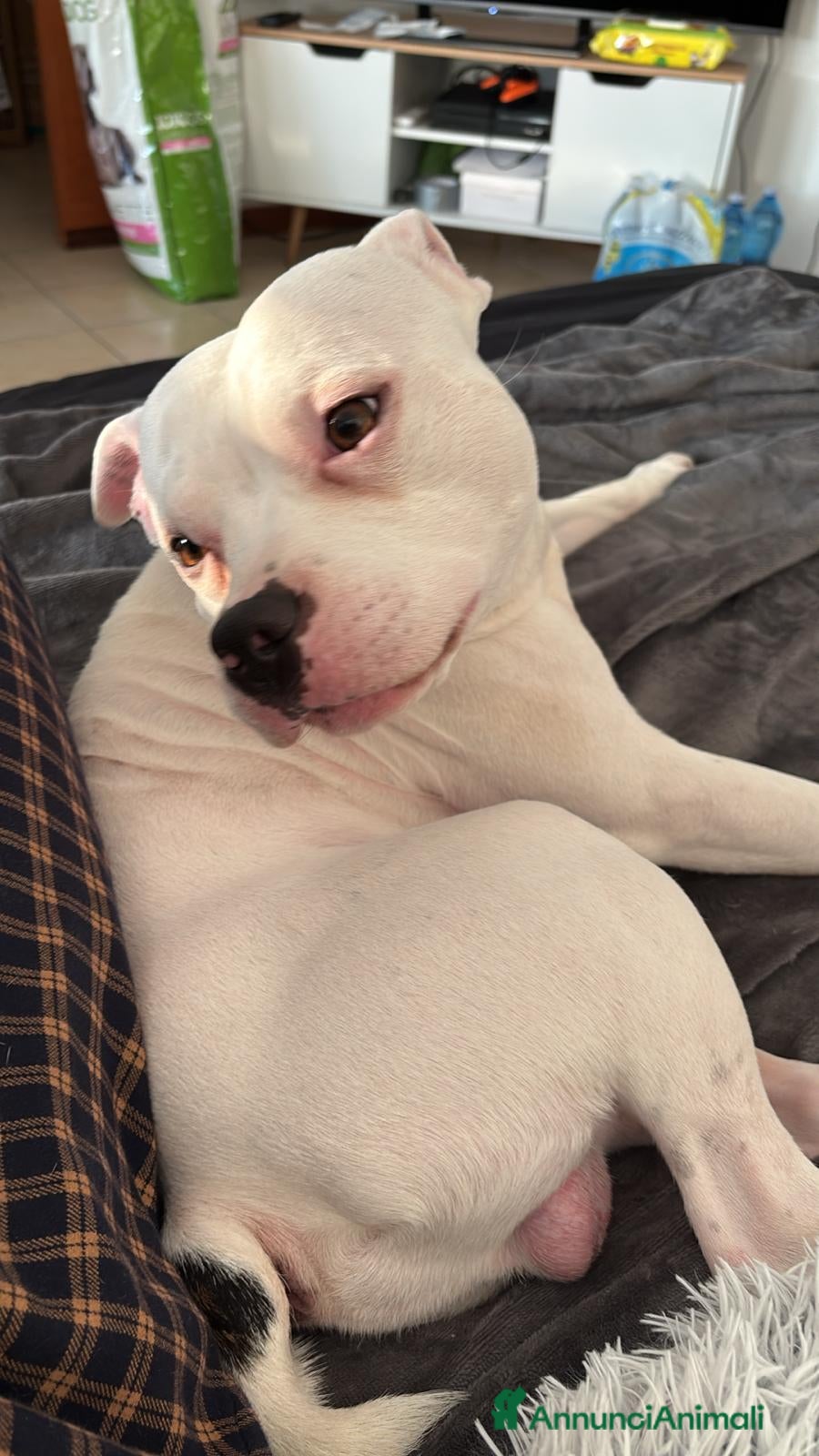 Pitbull cani Regalo Pitbull  - Annuncio 2