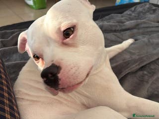 Pitbull cani Regalo Pitbull - Annuncio 2