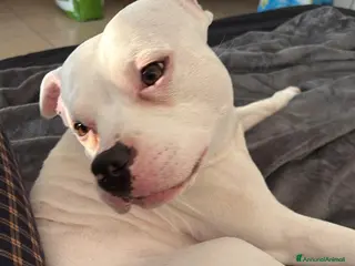 Pitbull cani Regalo Pitbull - Annuncio 8