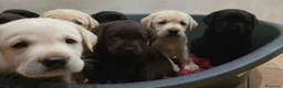 Labrador cani in vendita: Cuccioli labrador  - Annuncio 11