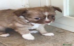 Chihuahua cani in vendita: Cuccioli di chihuahua  a Città metropolitana di Milano - Immagine 16