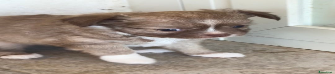 Chihuahua Cucciolo 3