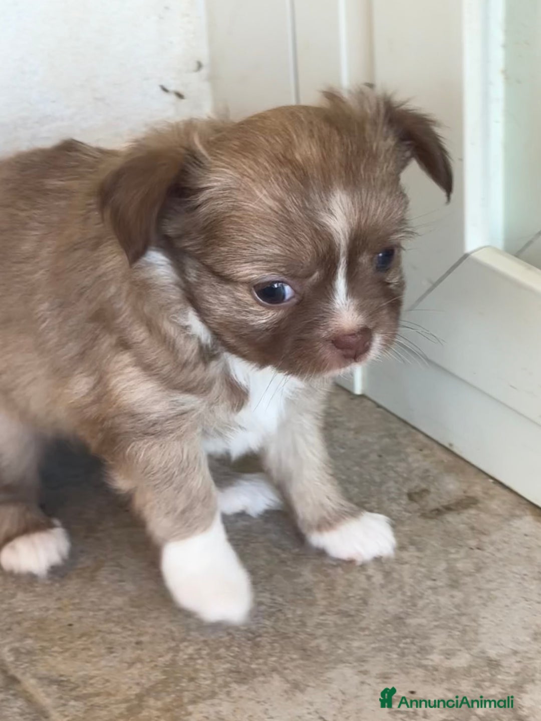 Chihuahua cani in vendita: Cuccioli di chihuahua  a Città metropolitana di Milano - Immagine 16