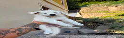 Pastore Svizzero cani in vendita: Vendita Pastore Svizzero Bianco - Annuncio 3