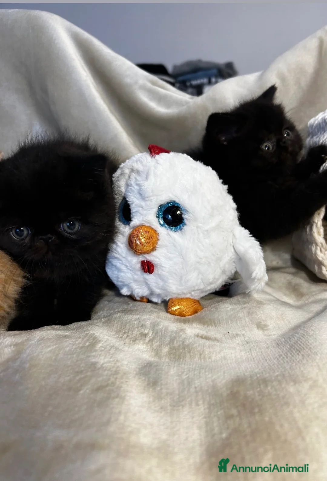 Persiano gatti in vendita: Cuccioli exotic shorthair purissimi - Annuncio 4