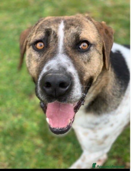 Meticcio cani Perù 4anni dopo 3anni di box è stato trasferito! - Annuncio 24