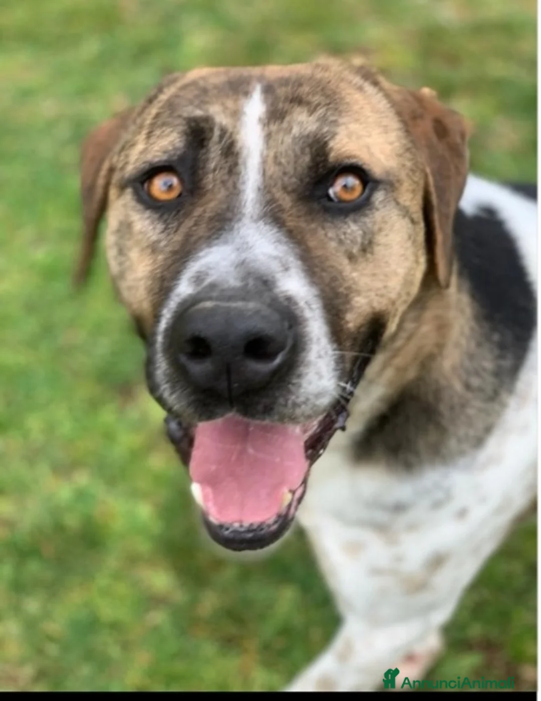 Meticcio cani in regalo: Perù 4anni dopo 3anni di box è stato trasferito! - Annuncio 1