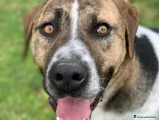 Meticcio cani Perù 4anni dopo 3anni di box è stato trasferito! - Annuncio 24