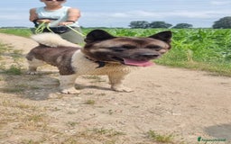 Akita Americano cani in regalo: MOON 🩷 - Akita ha bisogno di una casa fresca 😥 a Provincia di Pavia - Immagine 5