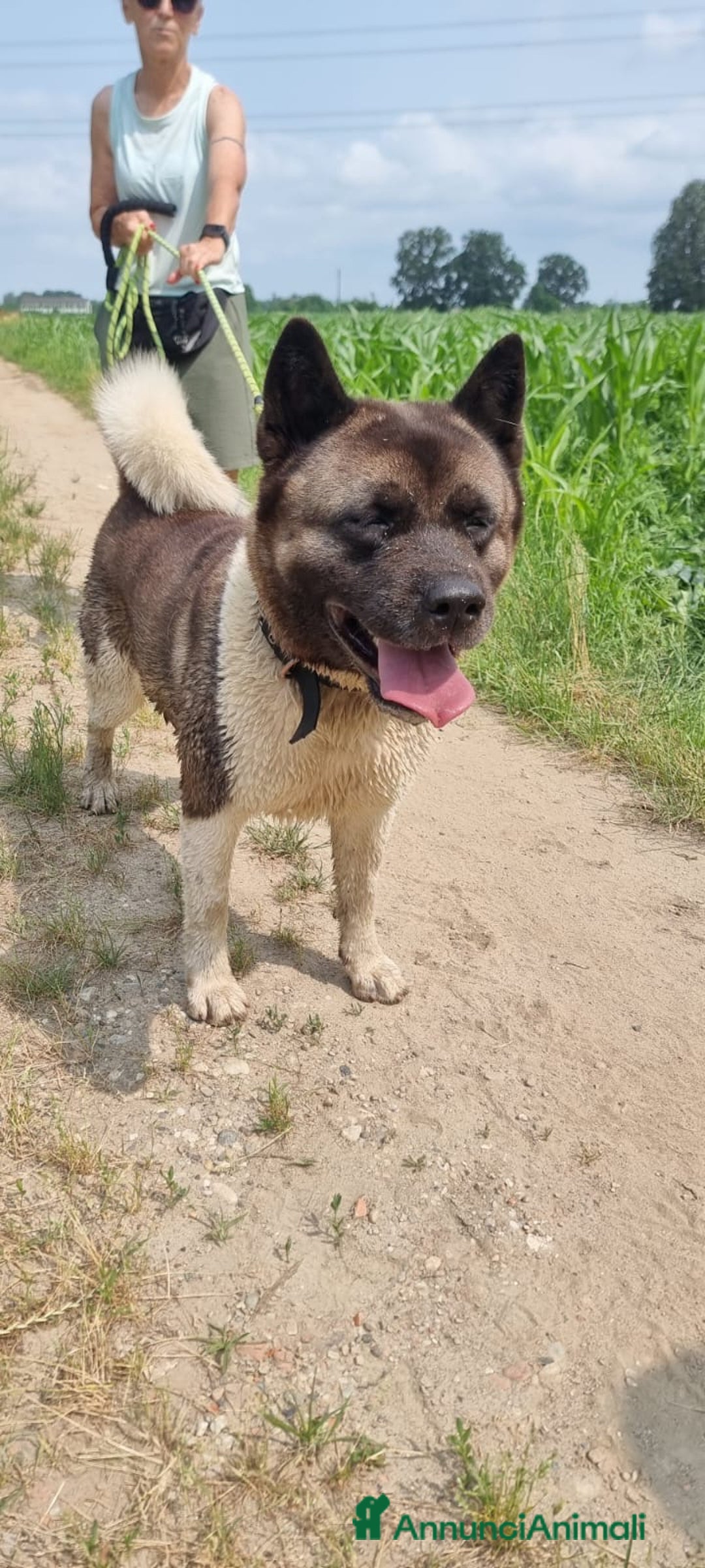 Akita Americano cani in regalo: MOON 🩷 - Akita ha bisogno di una casa fresca 😥 a Provincia di Pavia - Immagine 5