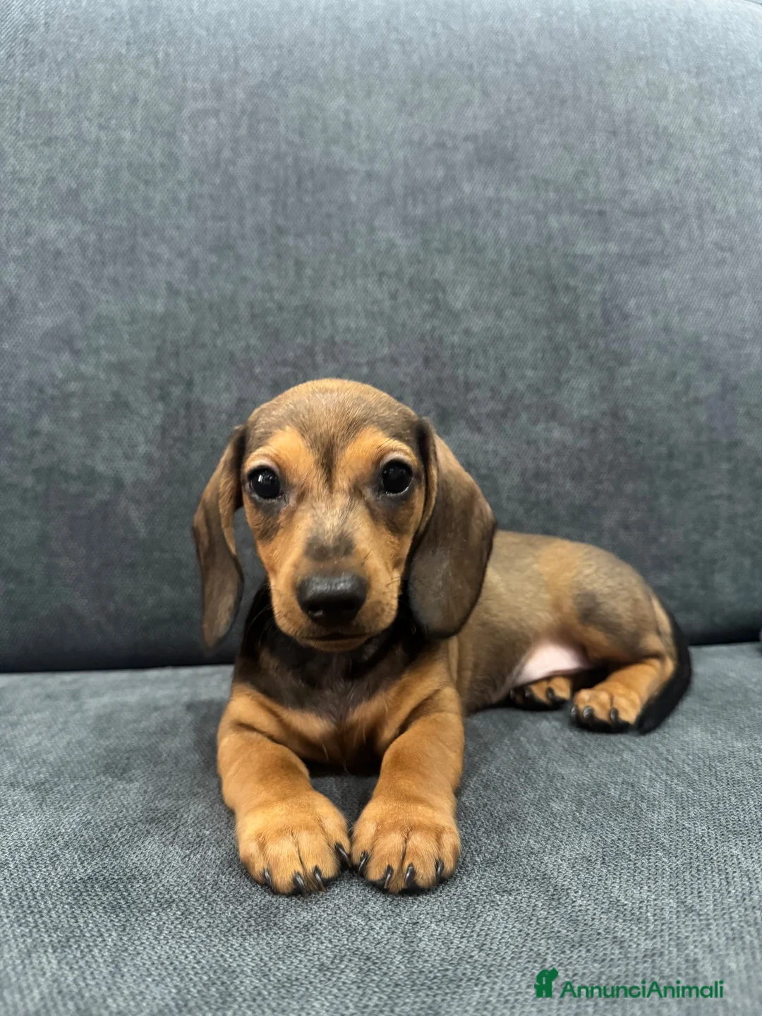 Bassotto cani in vendita: Cuccioli bassotti tedesco  - Annuncio 9