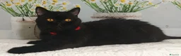 British gatti in vendita: British Shorthair Gloria  - Annuncio 7