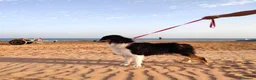 Australian Shepherd cani in vendita: PASTORE AUSTRALIANO NBT - Annuncio 4