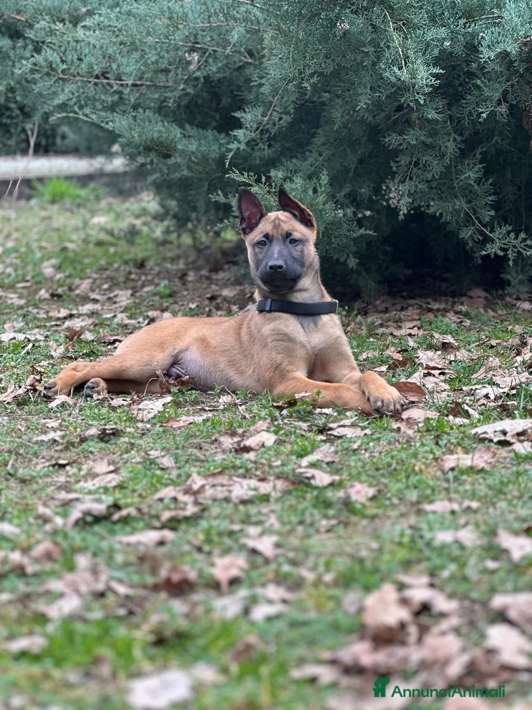 Pastore Belga cani in vendita: Cucciolo maschio pastore belga malinois  - Annuncio 1