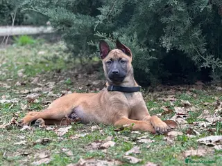 Pastore Belga cani Cucciolo maschio pastore belga malinois - Annuncio 1