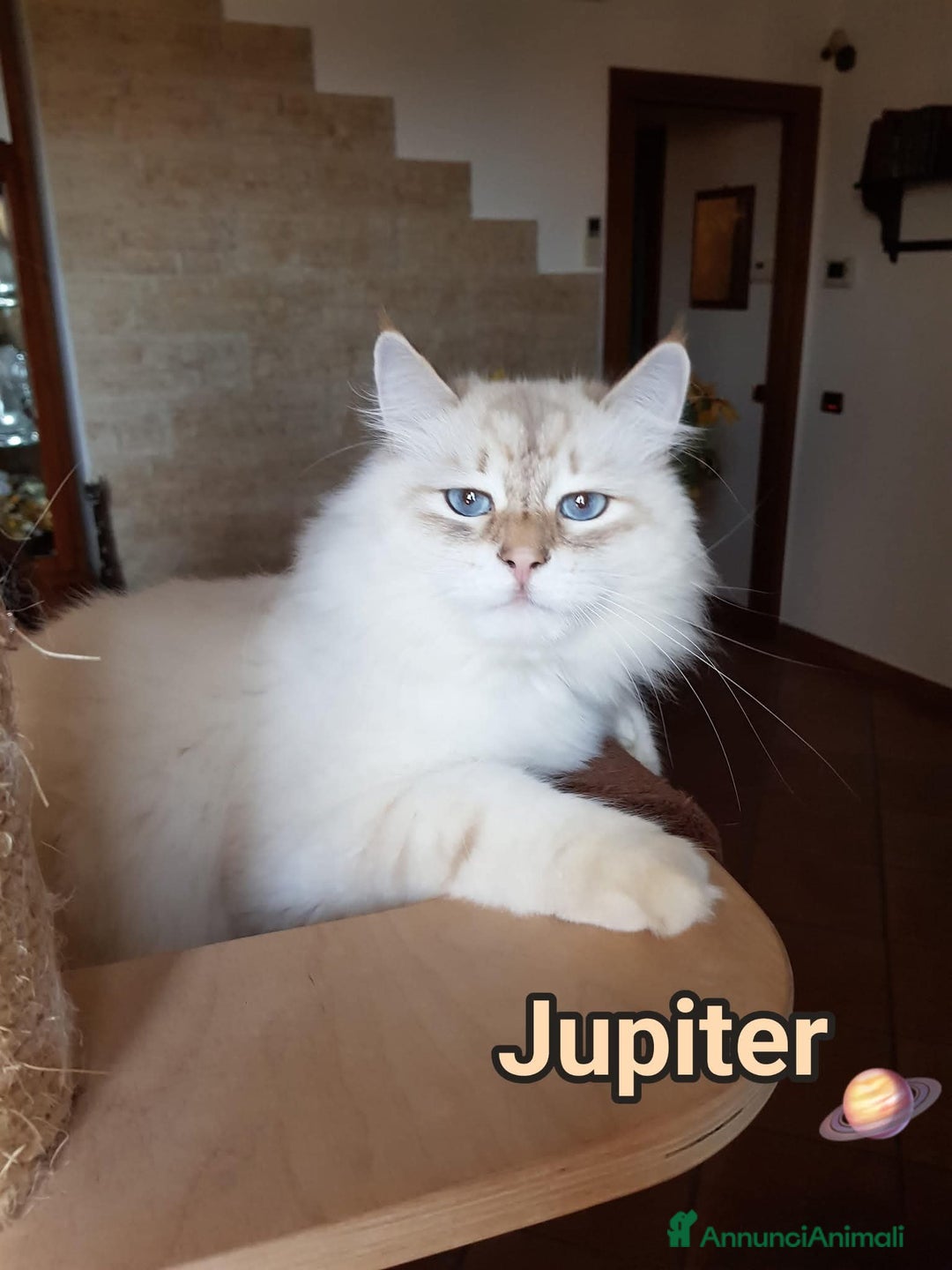 Altre razze gatti in regalo: ADOZIONE DEL CUORE per JUPITER - Annuncio 3